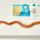 Dave the worm measures 15 3/4 inches in length and weighs 26 grams. That’s a new British record. (Image: Natural History Museum)